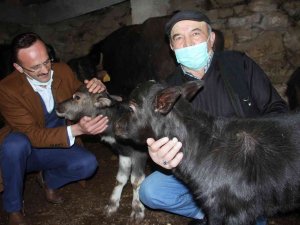 Giresun’da Manda Üreticilerinin Yüzü Güldü