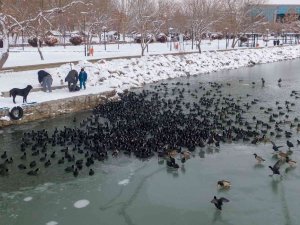 Donan Göldeki Ördek Ve Karabatakları Vatandaşlar Besledi