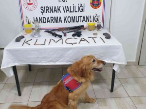 Şırnak’ta Kaçakçılık Operasyonu: 72 Gözaltı