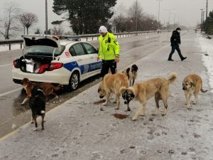 Trafik Polisleri Sokak Hayvanlarını Besledi