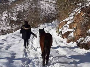 Yılka Atlara Belediye Ve Hayvan Severler Duyarsız Kalmadılar
