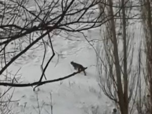 Erzurum’da Nesli Tükenmekte Olan Vaşak Görüntülendi