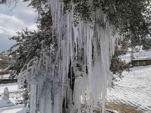 Patlayan Çeşme Ağaçta Buz Sarkıtları Oluşturdu