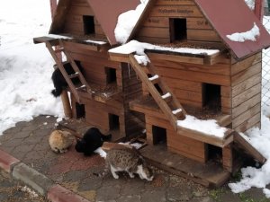 Kahramanmaraş’ta Sokak Hayvanları İçin 1 Ton Mama