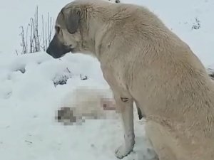 Anne Köpek Ölen Yavrusunun Başından Ayrılmadı