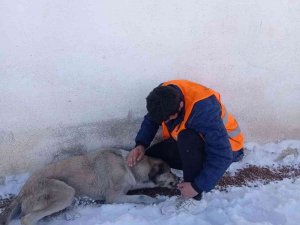 Belediye Sokak Hayvanlarını Unutmadı