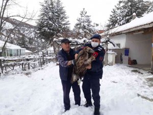 Çubuk’ta Yaralı Akbaba Bulundu