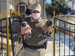 Haydi̇ Ekipleri Yeni Doğum Yapan Anne Ve 4 Yavru Köpeğe Sahip Çıktı
