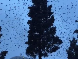 Kar Yağışının Habercisi Sığırcık Kuşlarının Görsel Şöleni