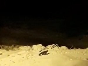 Bursa’da Aç Kalan Tilkiler Şehir Merkezine İndi