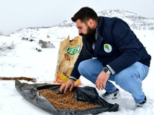 Sokak Hayvanlarına Dört Mevsim Destek