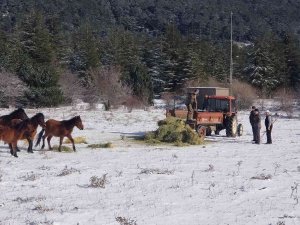 Karla Kaplanan Spil’de Yaban Hayatı Unutulmadı