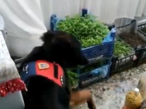 Evinin Salonunda Kenevir Fidesi Yetiştirdi