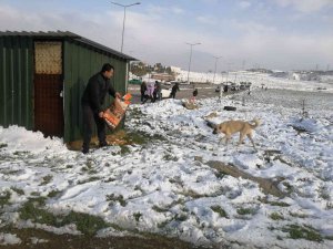 Alaşehir Belediyesi Sokak Ve Yaban Hayvanlarına Yiyecek Bıraktı