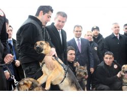 Dedektör Köpekler Gümrük Kapılarına Hazır