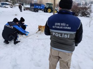 Elazığ Haydi̇ Ekibi Sokak Hayvanlarını Unutmadı