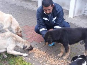 Biga Belediyesi Sokak Hayvanlarını Unutmadı