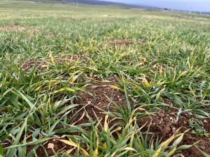 Çiftçileri Mağdur Eden Arpa Sararması Sorunu İçin Teknik İnceleme Başlatıldı