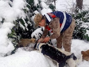 Jandarma Ve Polis Ekipleri, Sokak Hayvanlarını Unutmadı