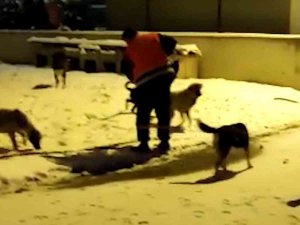 Karla Mücadele Personelinden Aç Kalan Hayvanlar İçin Anlamlı Çağrı