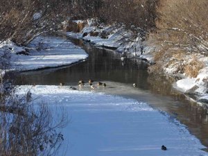 Kars’ta Aç Kalan Yaban Ördekleri Kars Çayı’nı Mesken Tuttu
