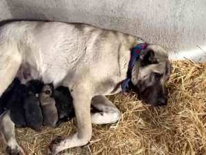 Kangal Köpeği Fırtınada Doğum Yaptı, Sahibinin Yaptığı Yürekleri Isıttı