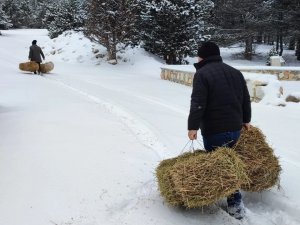 Akdağ’da Yaban Hayvanları İçin Yem Bırakıldı