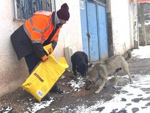 Bandırma Belediyesi Sokak Hayvanlarını Unutmadı