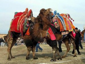 Bu Da İcradan Satılık Güreş Devesi, Yarı Fiyatına Satılacak
