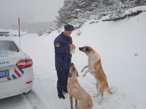 Jandarma Ekipleri Kumanyalarını Sokak Hayvanlarıyla Paylaştı