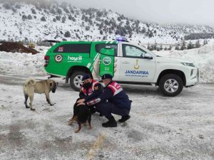 Isparta’da Haydi̇ Ekipleri Sokak Hayvanlarını Besledi