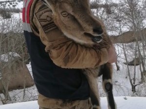 Yaralı Dağ Keçisi Koruma Altına Alındı