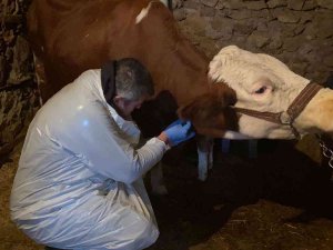 Karda Mahsur Kalan Veterineri Doğum Yapan İneğe Belediye Ulaştırdı