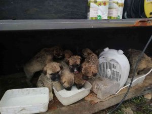 4 Gün Önce Anneleri Ölen 11 Yavru Köpeğe Mehmetçik Şefkati