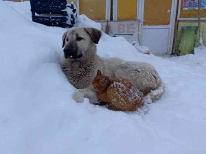Kedi, Kar Yağışından Korunmak İçin Köpeğe Sığındı