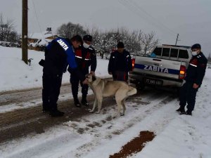 Sokaktaki Canlar Hepimize Emanet