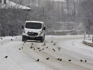 Aç Kalan Kuş Sürüleri Yola İndi, Polis Ekipleri Duyarsız Kalmadı