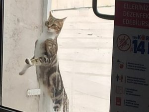 Sıcak Bir Yuva Arıyorlar