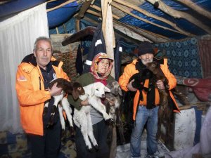 Karda Mahsur Kalan 120 Küçükbaş Hayvan Kurtarıldı