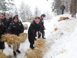 Tokat’ta Yaban Hayvanları Unutulmadı