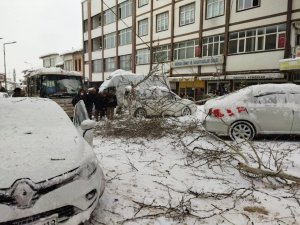Asırlık Çam Ağacının Dalları Kar Yağışına Dayanamadı