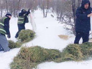 Doğanşehir’de Doğada Yaşayan Hayvanlar Unutulmadı