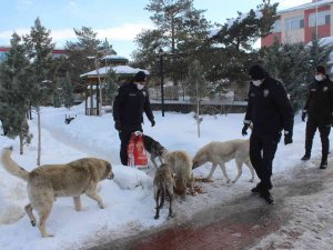 Polis Ekiplerinden Sokak Hayvanlarına Şefkat Eli