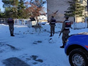 Arguvan’da Jandarma Sokak Hayvanlarını Unutmadı