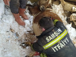 Mahsur Kalan Hayvanları İtfaiye Kurtardı