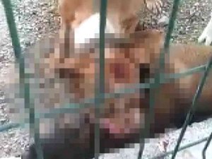 Kafesi Parçalayan Pitbull Başka Bir Köpeği Boğarak Öldürdü