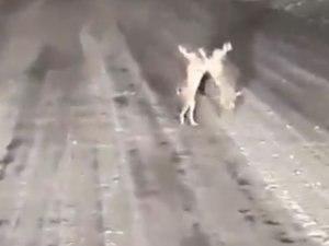 Karla Kaplı Yolda Tavşanların Kavgası Gülümsetti