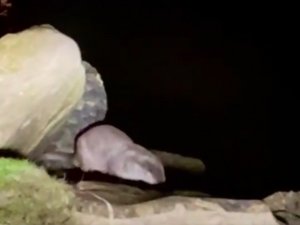 Sinop’ta ’Su Samuru’ Görüntülendi