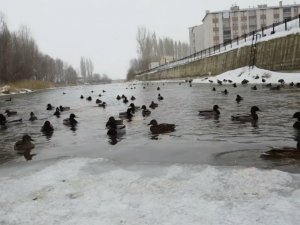 Yeşilbaşlı Gövel Ördekler, Çoruh’un Yüzeyinde Yüzerek Adeta Görenleri Mest Ediyor