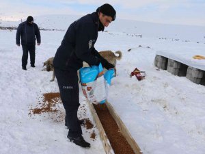Erciş’te Sokak Hayvanları Unutulmadı